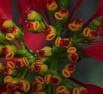 Euphorbia pulcherrima