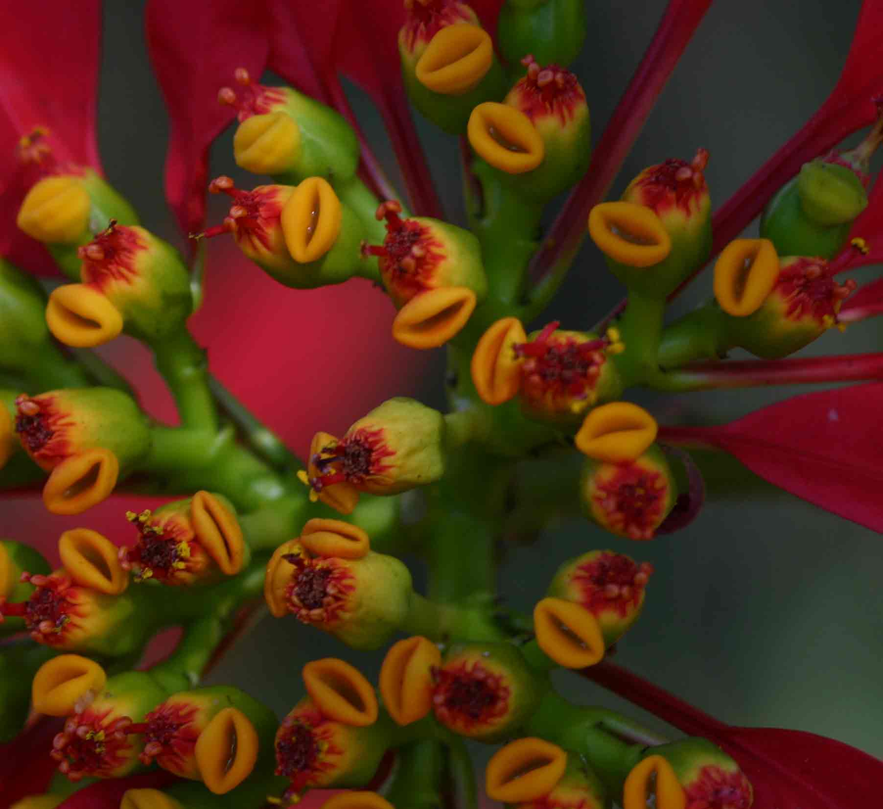 Euphorbia pulcherrima