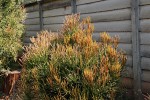 Euphorbia tirucalli