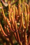 Euphorbia tirucalli