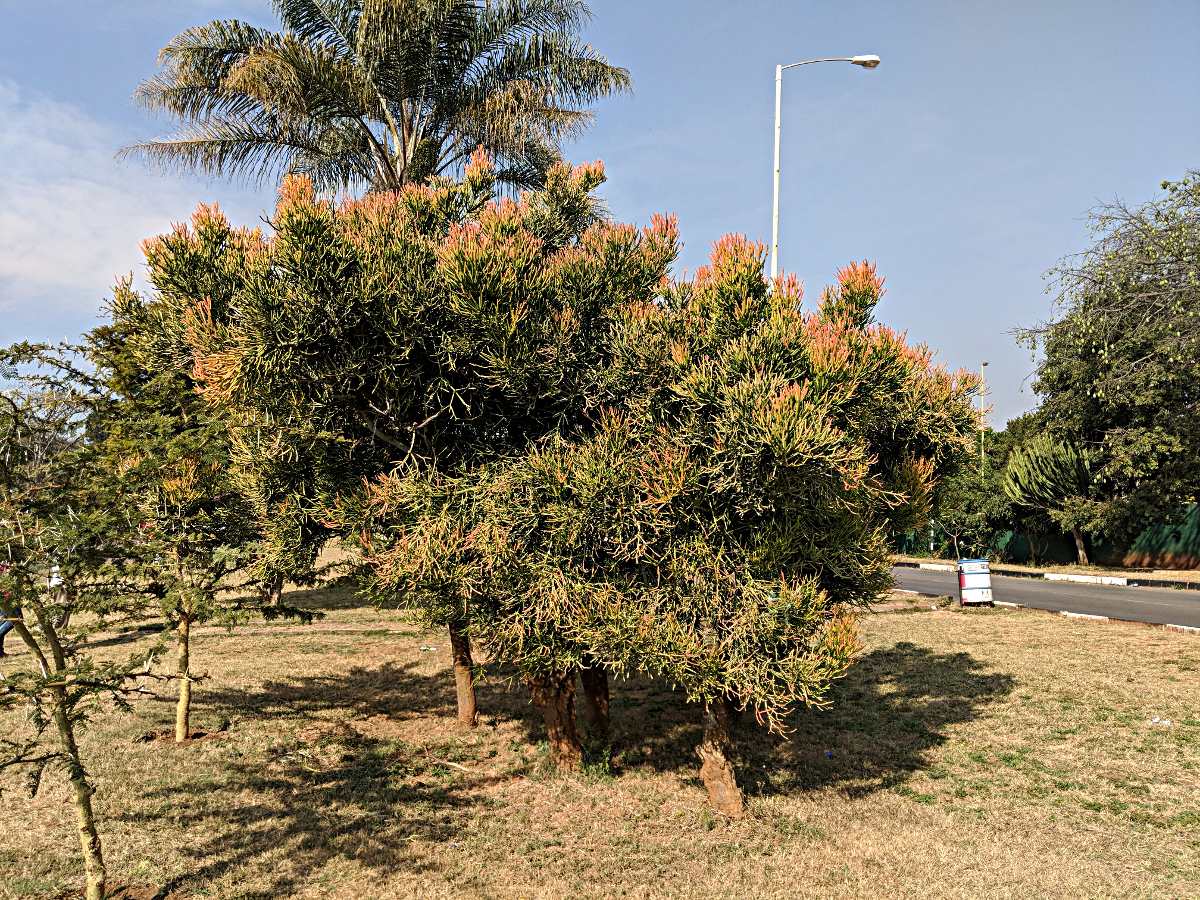 Euphorbia tirucalli