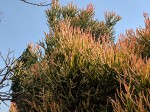 Euphorbia tirucalli