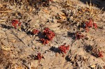Lannea edulis