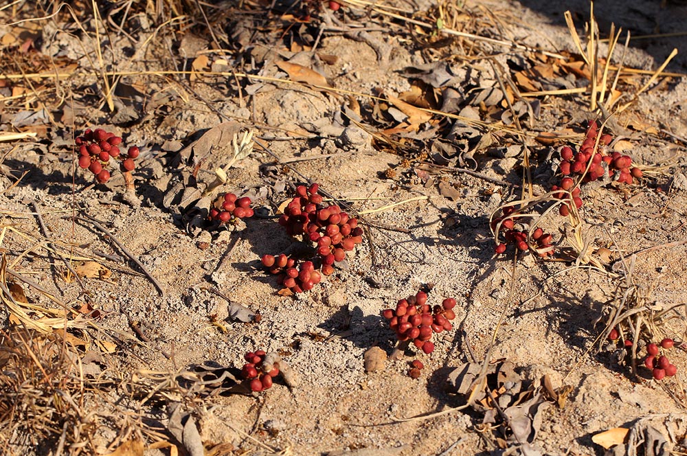 Lannea edulis