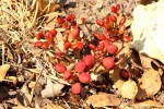 Lannea edulis