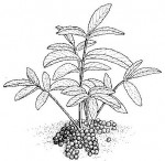 Lannea edulis