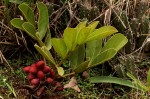 Lannea edulis