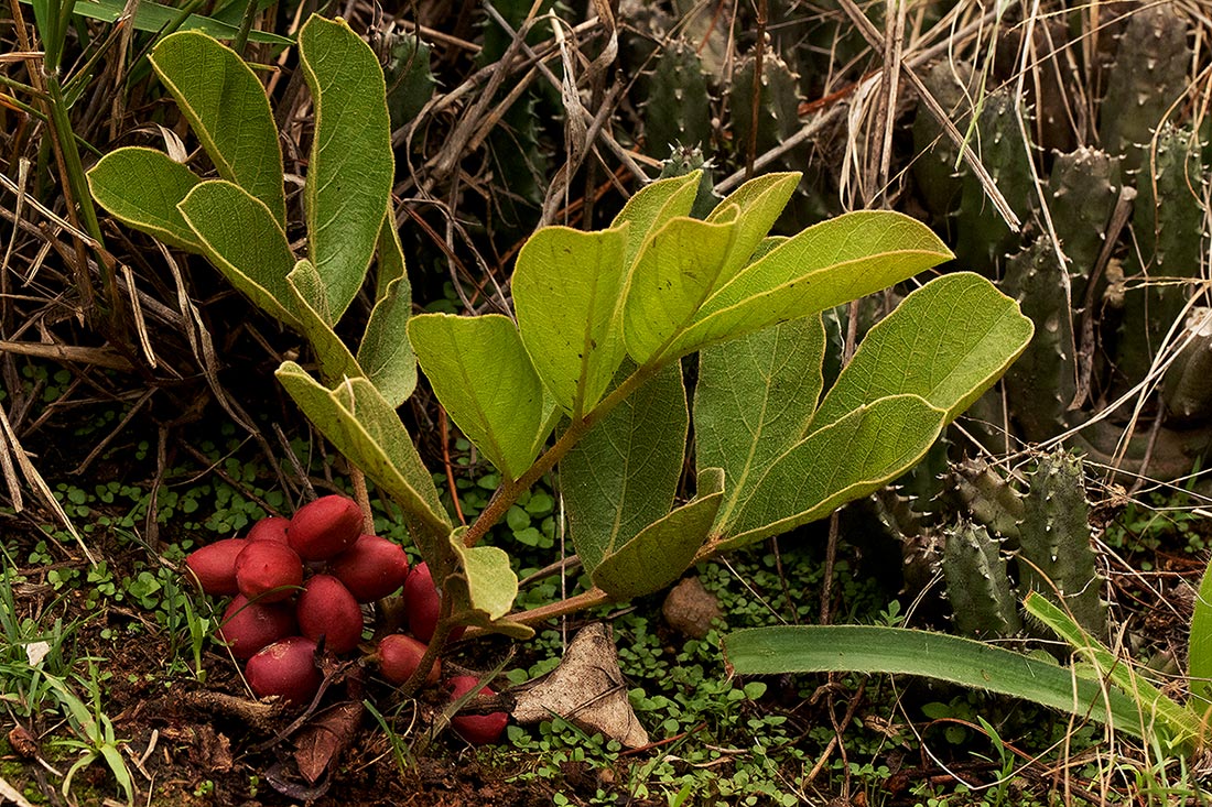 Lannea edulis