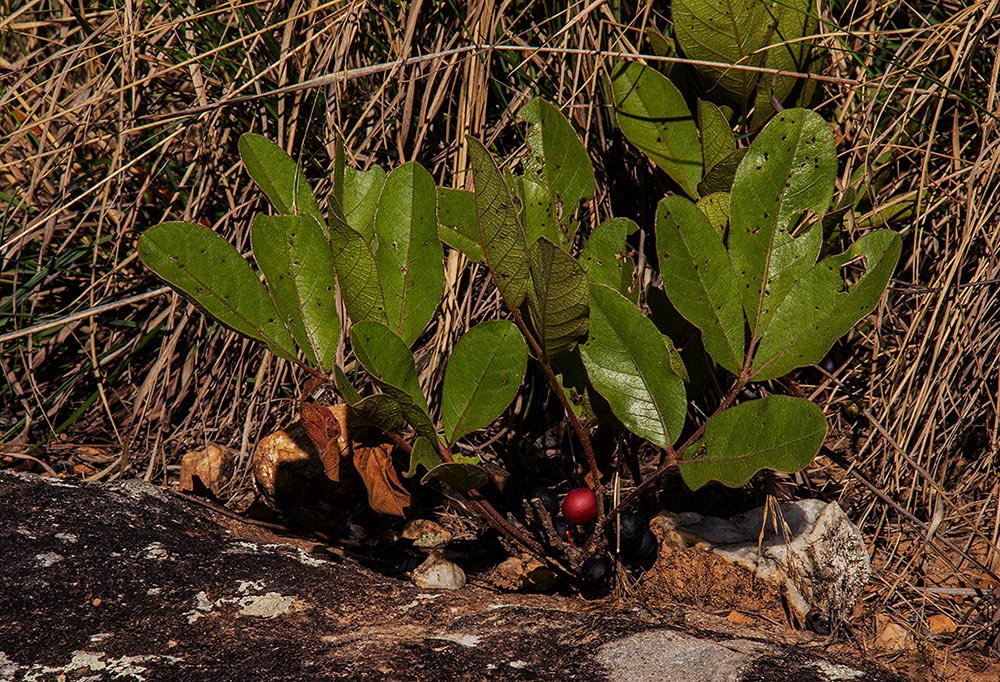 Lannea edulis