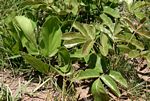 Lannea edulis