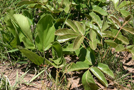 Lannea edulis