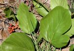 Lannea edulis