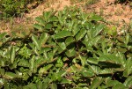 Lannea edulis