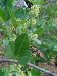 Searsia longipes var. longipes