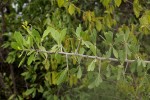 Gymnosporia senegalensis