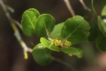 Mystroxylon aethiopicum