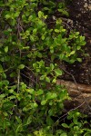 Mystroxylon aethiopicum