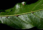 Allophylus chaunostachys