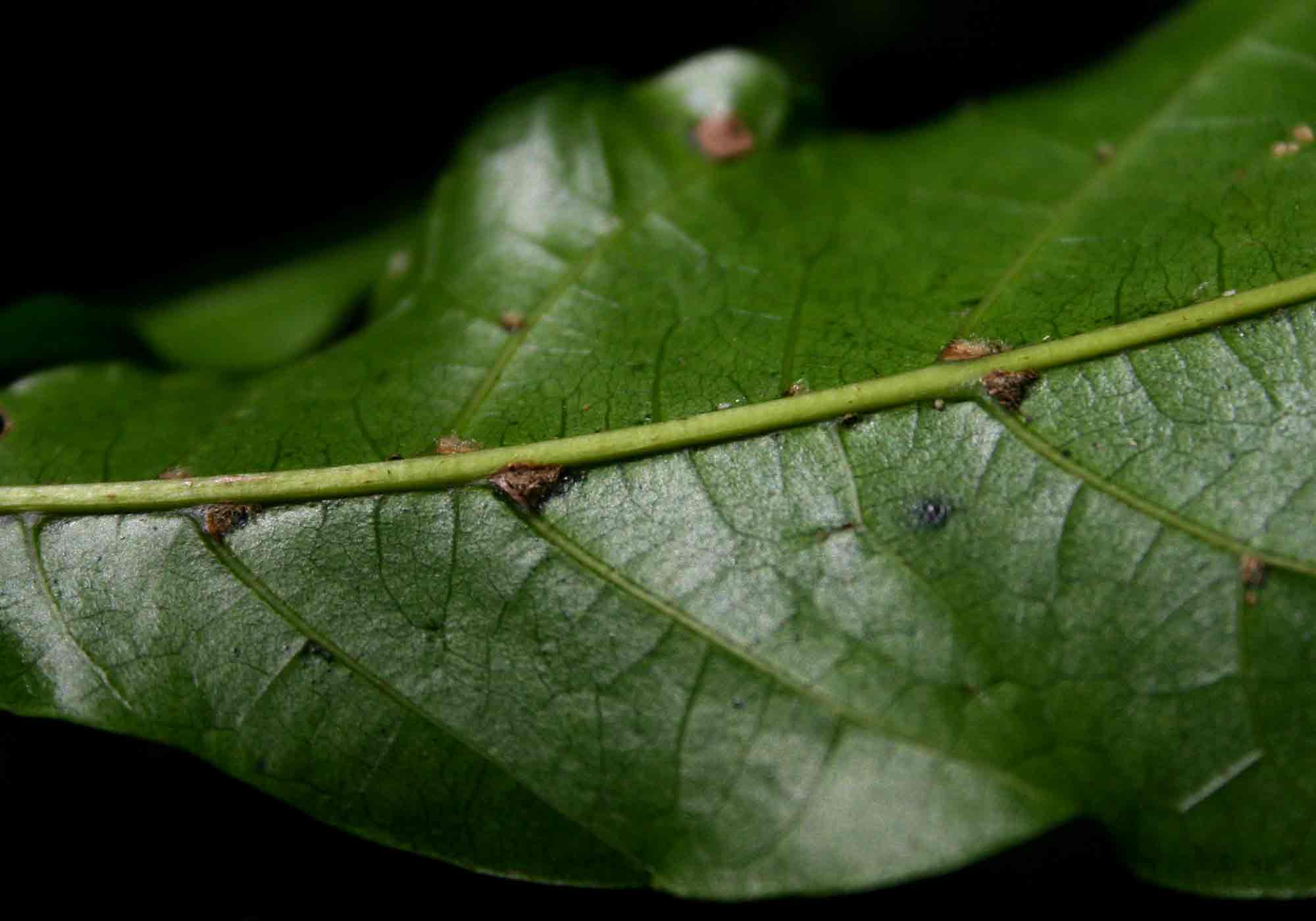 Allophylus chaunostachys
