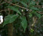 Allophylus chaunostachys