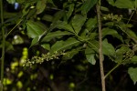 Allophylus chaunostachys