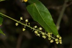 Allophylus chaunostachys