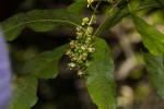 Allophylus chaunostachys