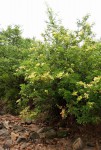 Lecaniodiscus fraxinifolius