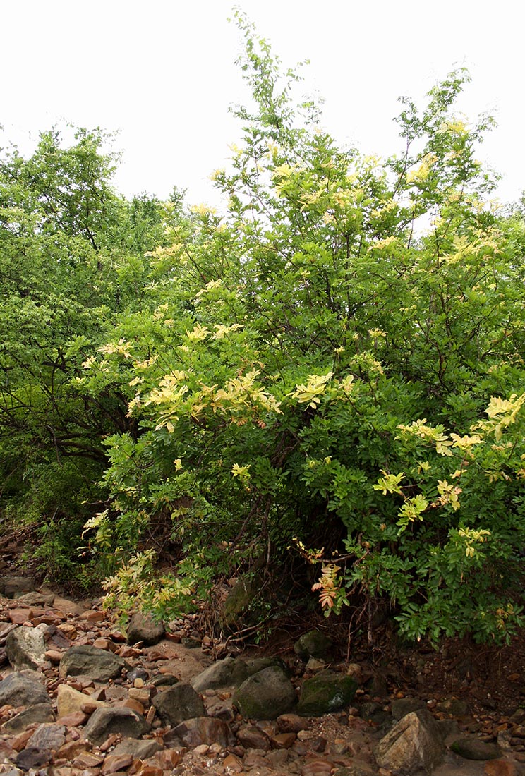 Lecaniodiscus fraxinifolius