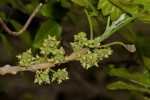 Lecaniodiscus fraxinifolius