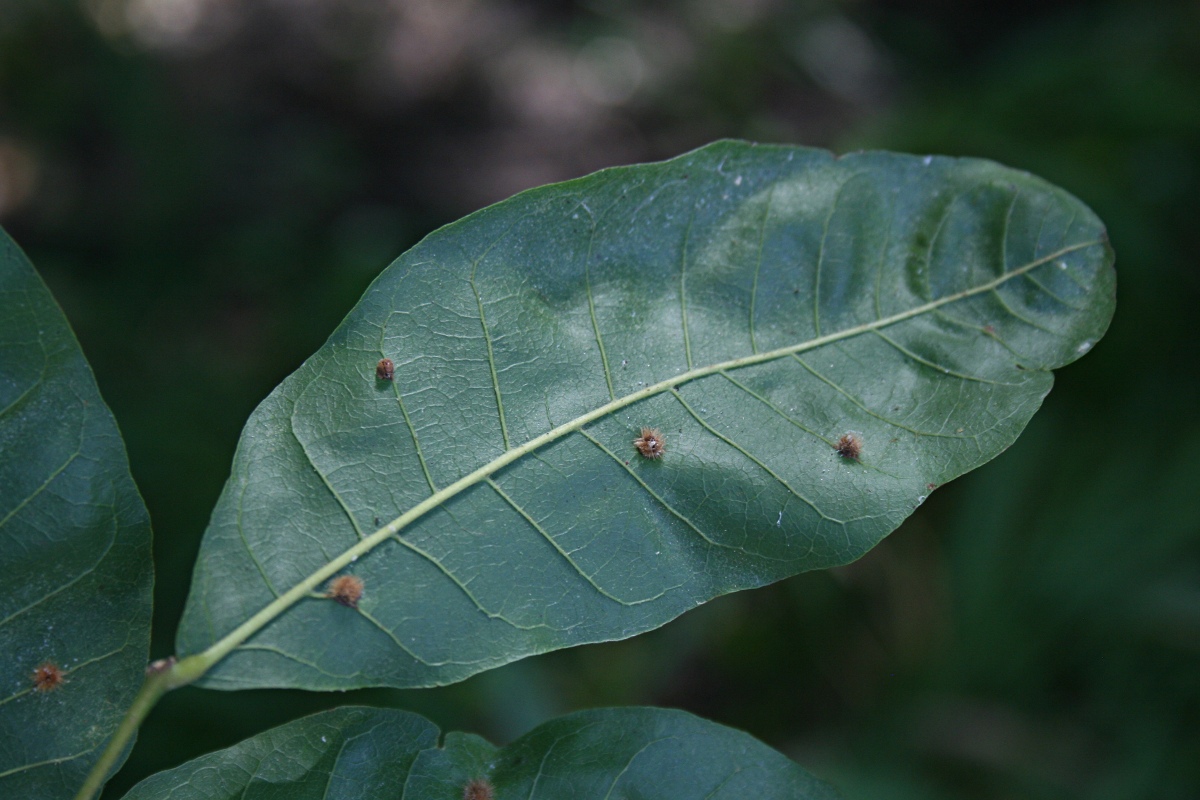Lecaniodiscus fraxinifolius