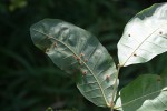 Lecaniodiscus fraxinifolius
