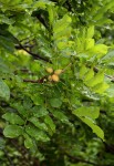 Lecaniodiscus fraxinifolius