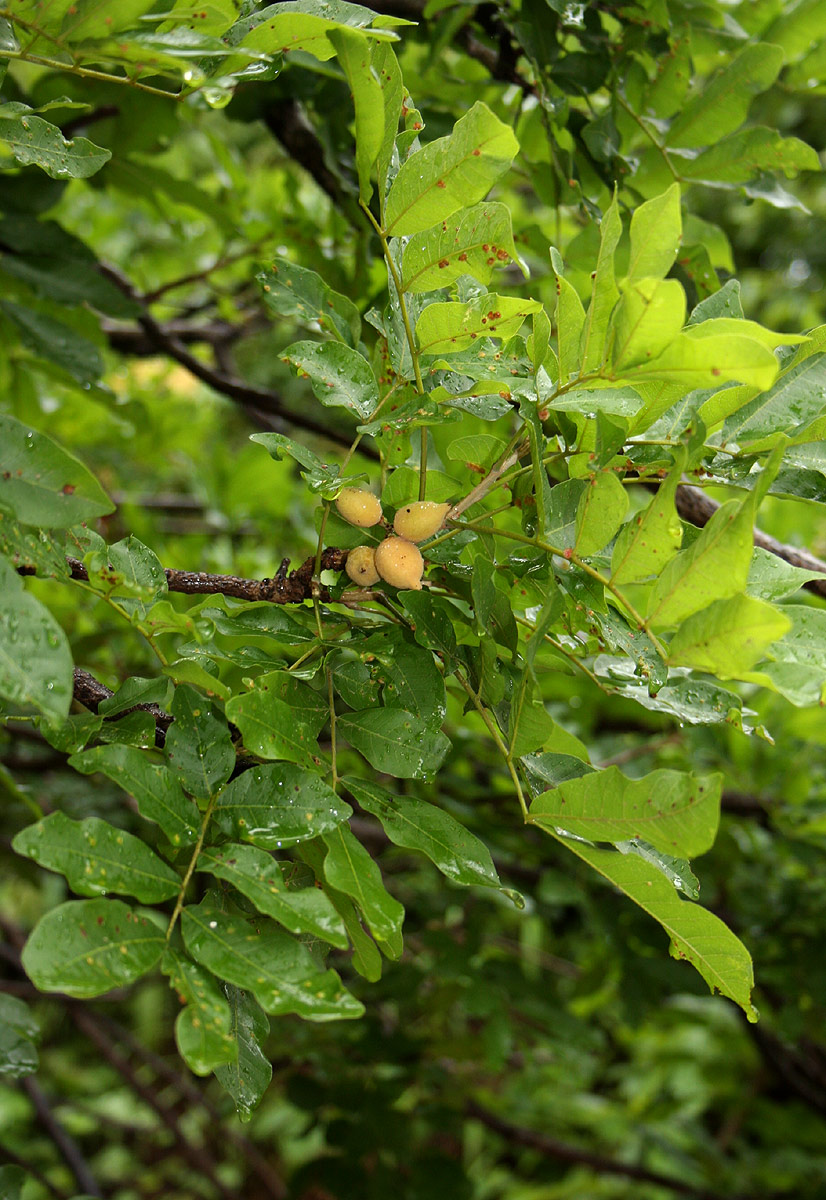 Lecaniodiscus fraxinifolius