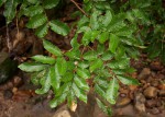 Lecaniodiscus fraxinifolius