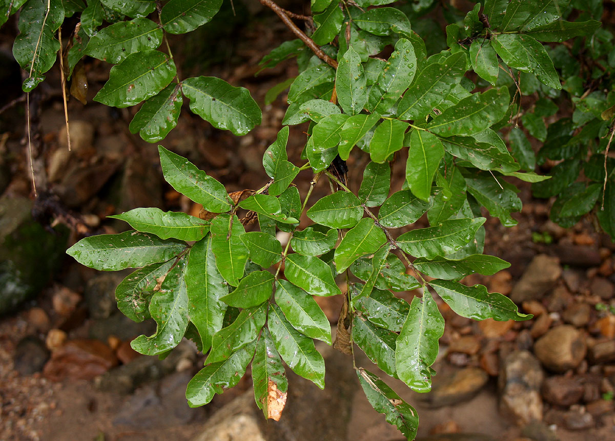 Lecaniodiscus fraxinifolius