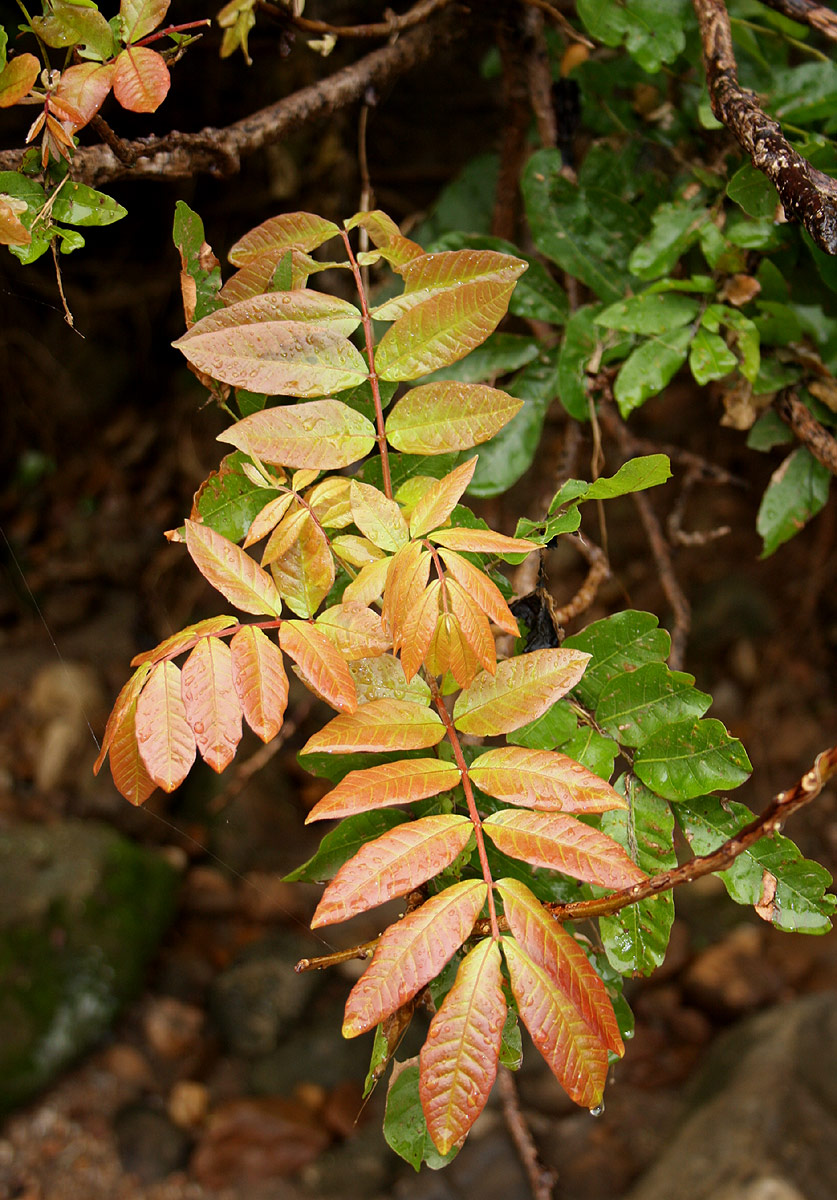 Lecaniodiscus fraxinifolius