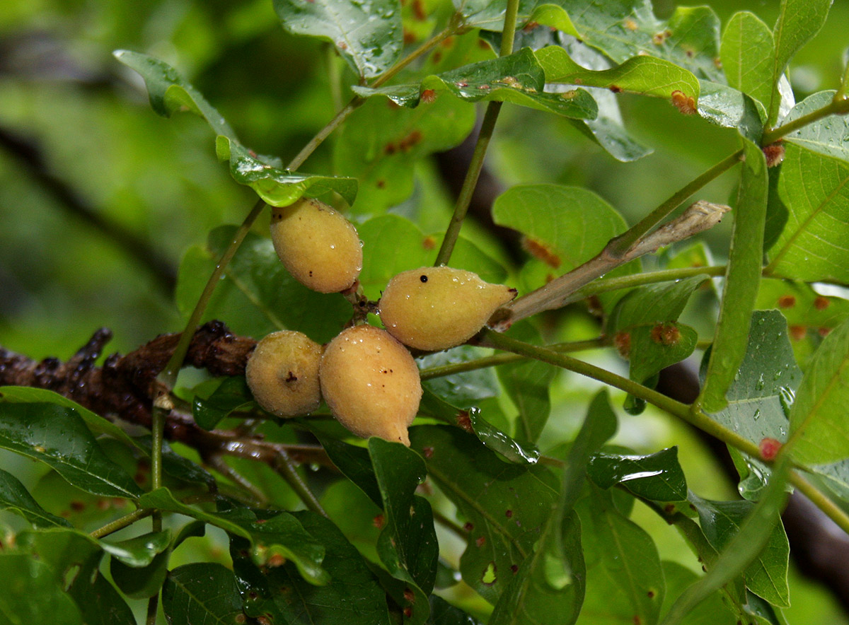 Lecaniodiscus fraxinifolius