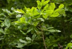 Lecaniodiscus fraxinifolius