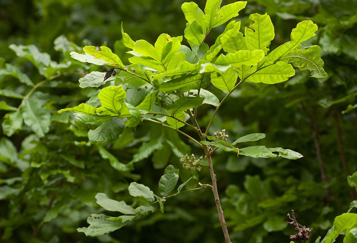 Lecaniodiscus fraxinifolius