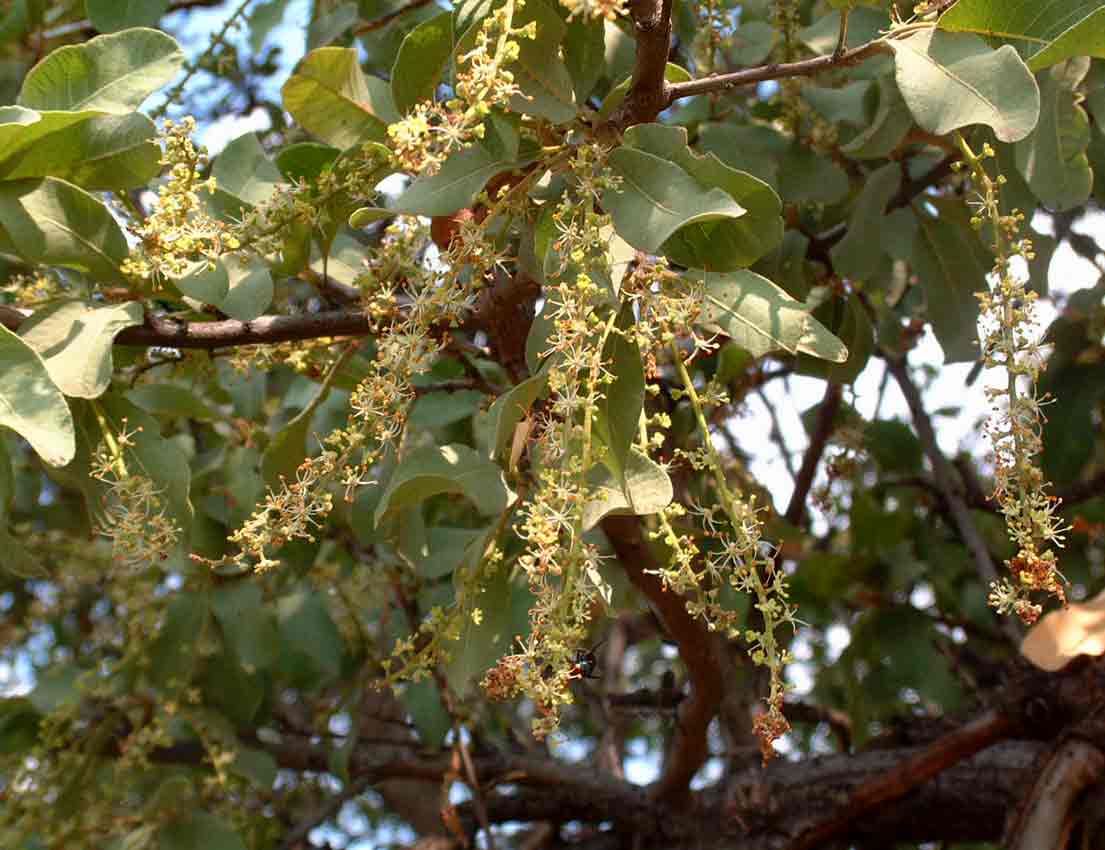 Pappea capensis
