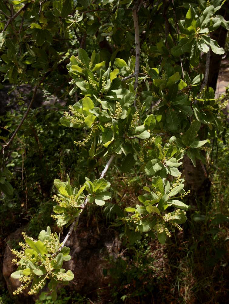 Pappea capensis