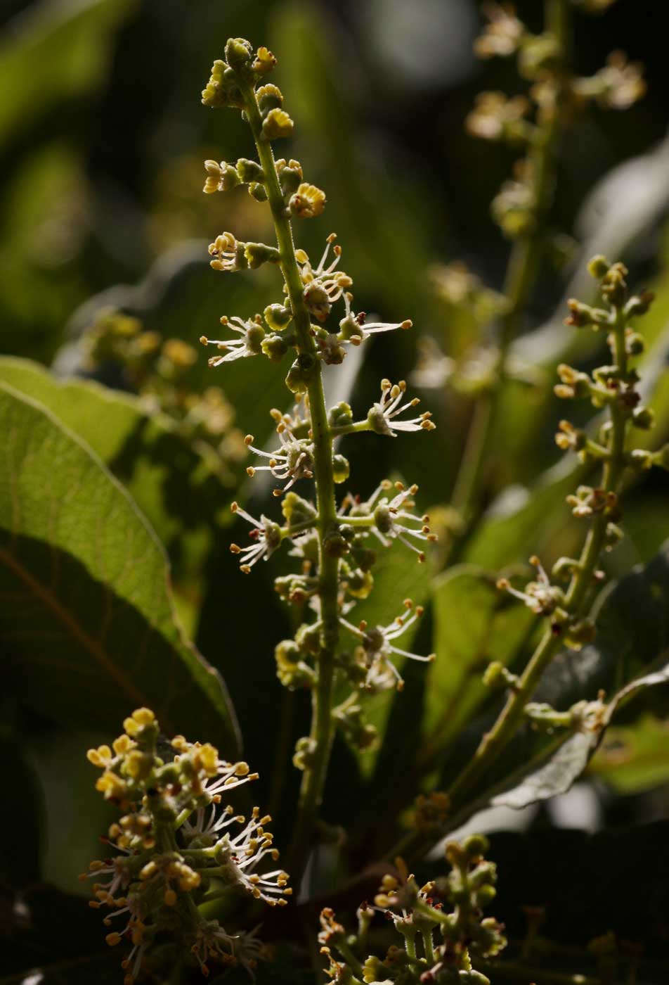 Pappea capensis