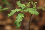 Pappea capensis