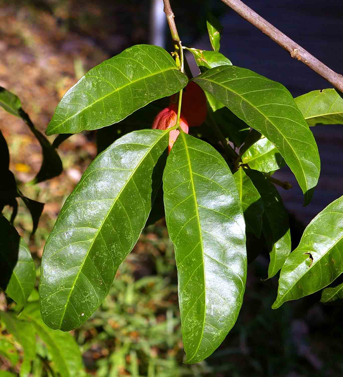 Blighia unijugata