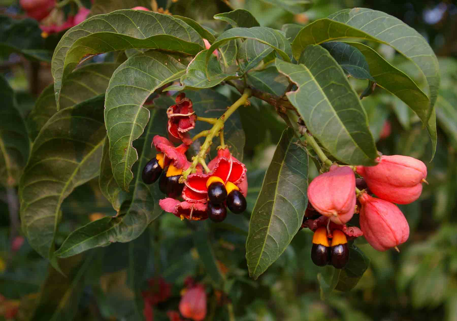 Blighia unijugata
