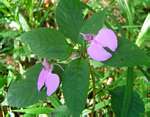 Impatiens cecilii subsp. cecilii