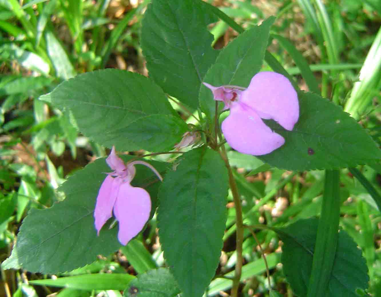 Impatiens cecilii subsp. cecilii Impatiens cecilii subsp. cecilii