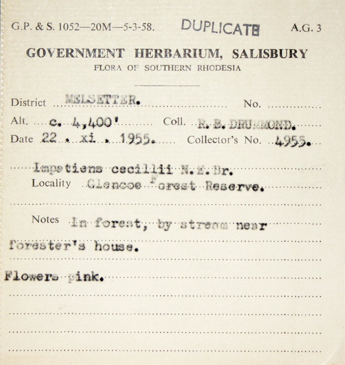 Impatiens cecilii subsp. cecilii