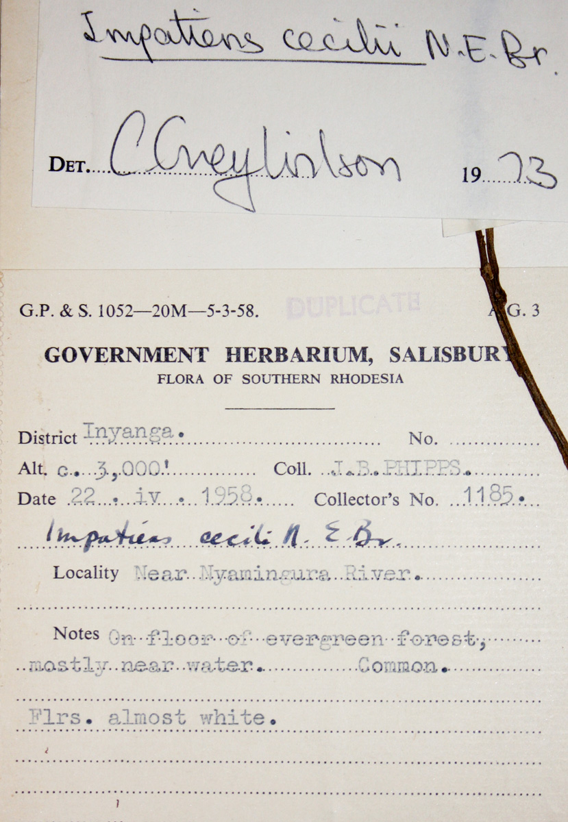 Impatiens cecilii subsp. cecilii